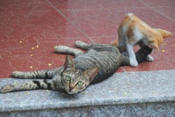 Travel in Cat Ba, Vietnam