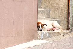 Pregnant dog in Istanbul, Turkey