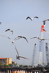 Seagulls in Istanbul, Turkey