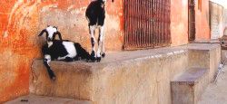Goats in India Goats in Jaipur, Rajasthan, India