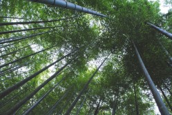 Anji Bamboo Forest in China