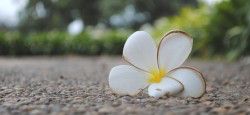 Flower on ground in Siem Reap, Cambodia