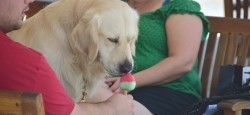 Dog Eating Ice Cream in Israel Dog eating watermelon ice cream in Tel Aviv, Israel