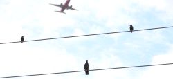 Southwest plane landing at Dallas Love Field