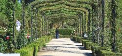 Parque Del Retiro Rose Garden in Parque del Retiro in Madrid, Spain