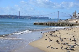 CSC 0989 6318543506 l 252x167 Lisbon Travel Photos: The Origin