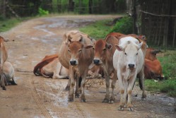 Cattle Crossing 4913298104 l 249x167 How to Travel Within Laos