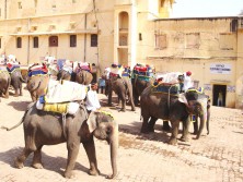 Elephant Booking Office 3382589647 l 222x167 Things to Do In Jaipur, India