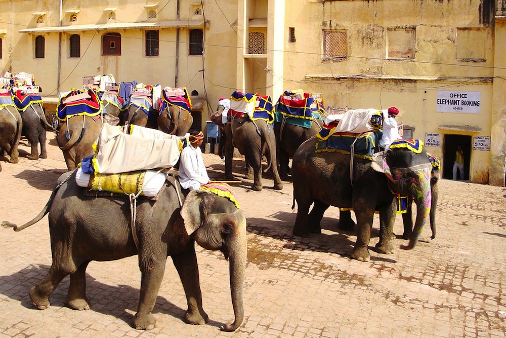 Elephants in Jaipur, India