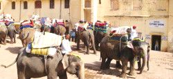 Travel in Jaipur Elephants at Amber Fort