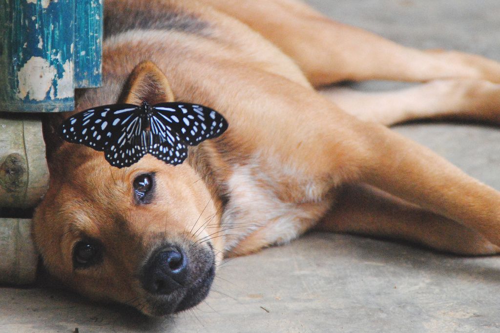 Dog and butterfly in Laos