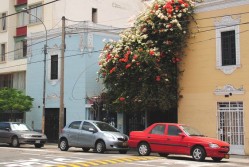 Lover Brother Bougainvillea 5472060303 l e1325260617508 249x167 Limas Lovely Miraflores District