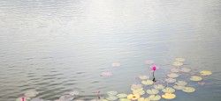 Beautiful lotus in Cambodia