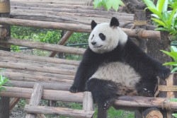 The Town Elder 4549969847 l 250x167 Visiting the Chengdu Panda Base