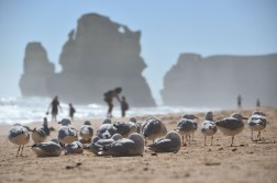 DSC 0749 252x167 Photo Essay: Australias Great Ocean Road