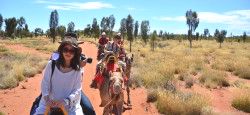 Uluru Camel Tours in Yulara, Australia