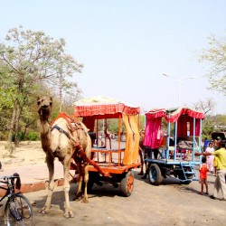 Camel in Agra India
