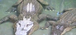 Alligators at Australia Zoo Australia Zoo