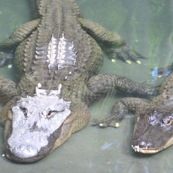 American Alligators in Australia