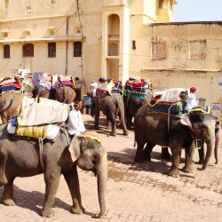 Elephant Tours Amber Fort Jaipur India