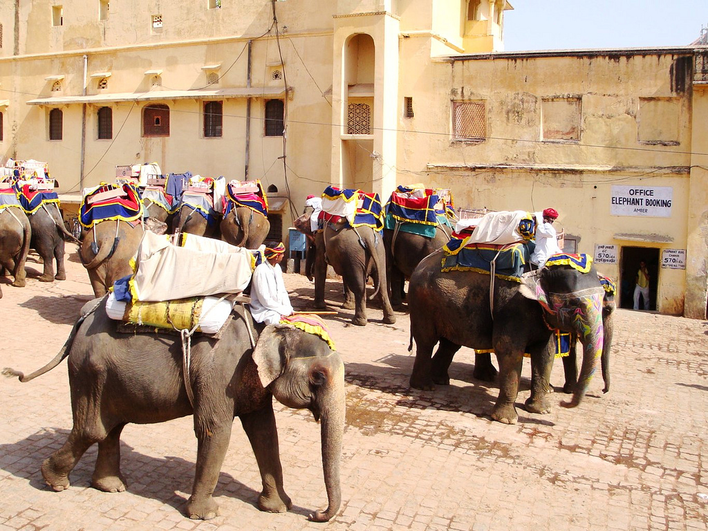Elephant Tours Amber Fort Jaipur India Its India Week!