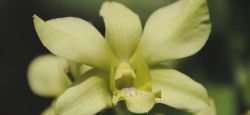 Orchid at Lumphini Park in Bangkok