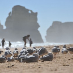Gibson Steps at Australia's Great Ocean Road