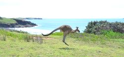 Hop_6982719677_l Hop_6982719677_l