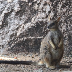 Wallaby on Australia's Magnetic Island