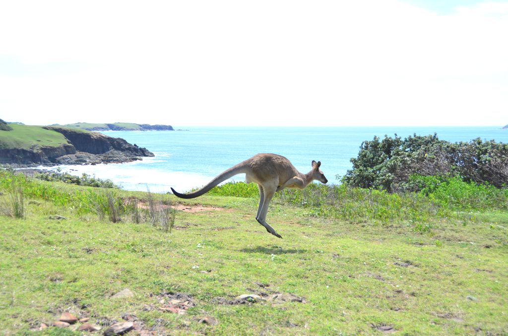Australia Kangaroo Kangaroo in Coffs Harbour Australia