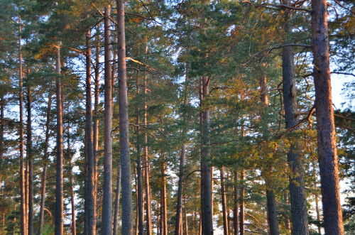 DSC 1433 500x331 Stomping Through Swedens Fairytale Forests