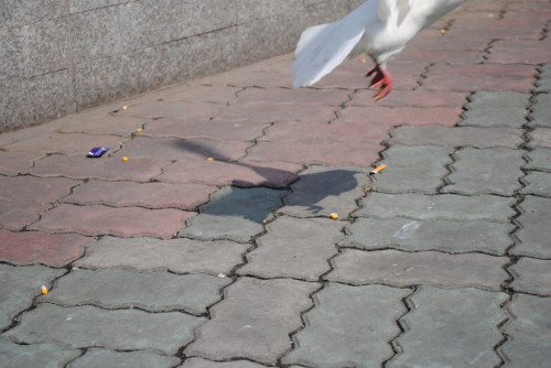 Bird at Peoples Park in Shanghai China 500x334 再见