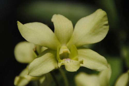 Green Orchid in Thailand 500x334 Spa Breaks in London
