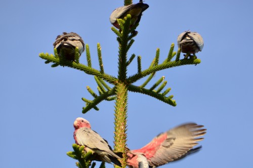 Pink Cockatoos in Australia 500x332 Itineraries vs. Winging It