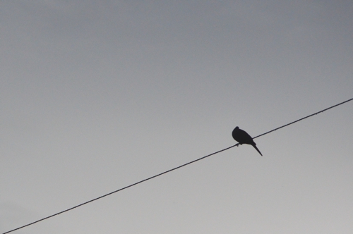 Bird on Wire