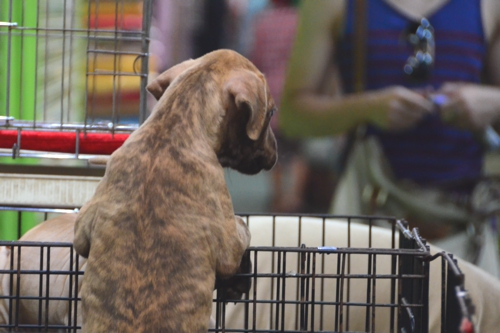 Puppy Escaping Cage Why Travel Is Never Running Away