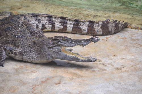 Abused Crocodile in Thailand Disgusting Animal Abuse in Thailand