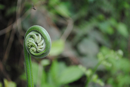 Fern in Rural Sichuan China 500x334 The Adventure That Wasnt Meant To Be