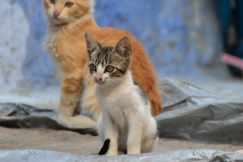 Morocco Cats