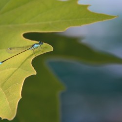 Blue Dragonfly Green Leaf