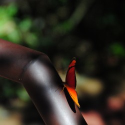 Butterfly at Iguazu Falls Argentina