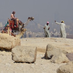 Camels in Cairo Egypt