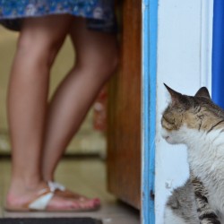 Cat in Mykonos Greece