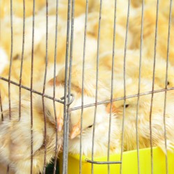 Chatuchak Weekend Market Animal Abuse