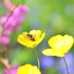 Colorful Wildflowers in Sweden