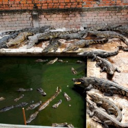 Crocodiles in Cambodia