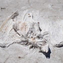 Dead Flamingo in Bolivia