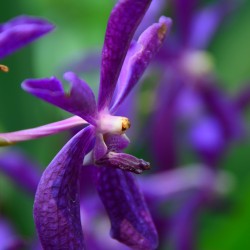 Deep Purple Orchid