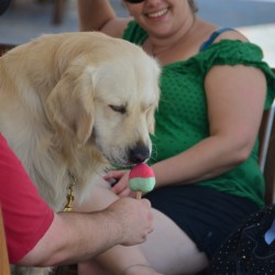 Dog Eating Ice Cream in Israel