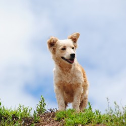 Dog in Peru